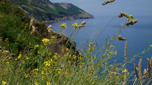 Wild cabbage and grasses growing on a coastal cliff overlooking the sea and rocky coastline.